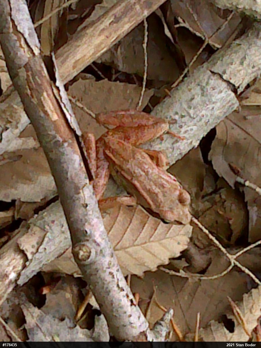 Wood Frog
