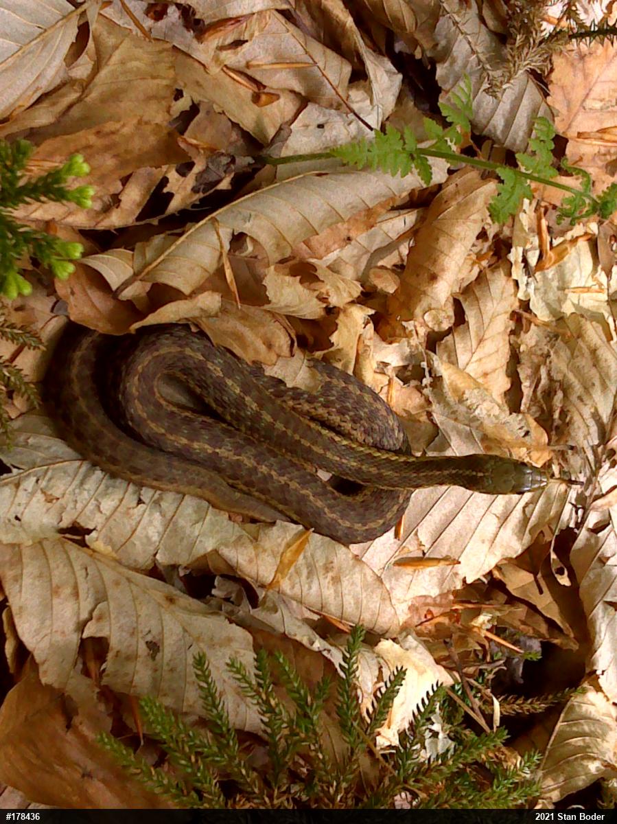 Eastern Gartersnake