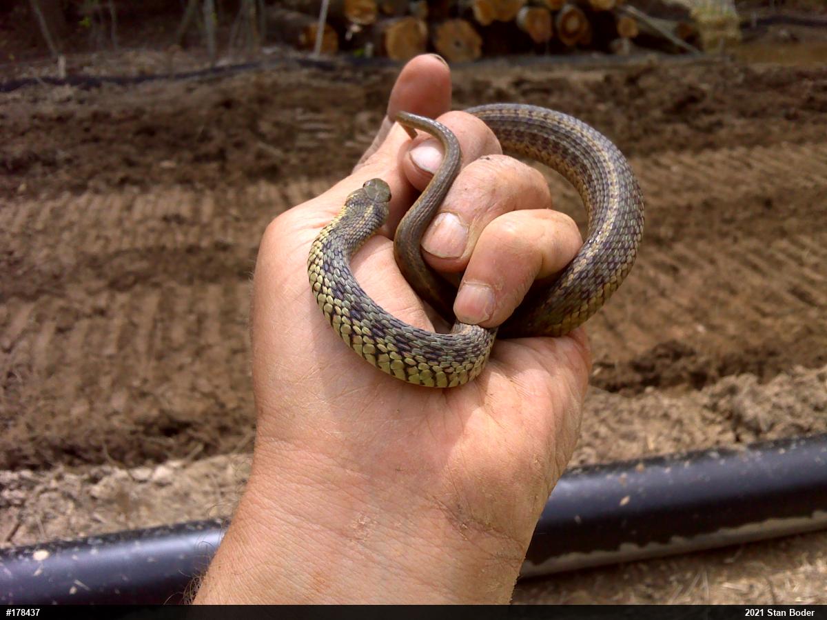 Eastern Gartersnake