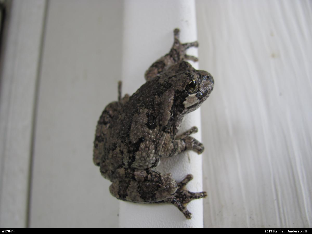 Unknown Gray Treefrog