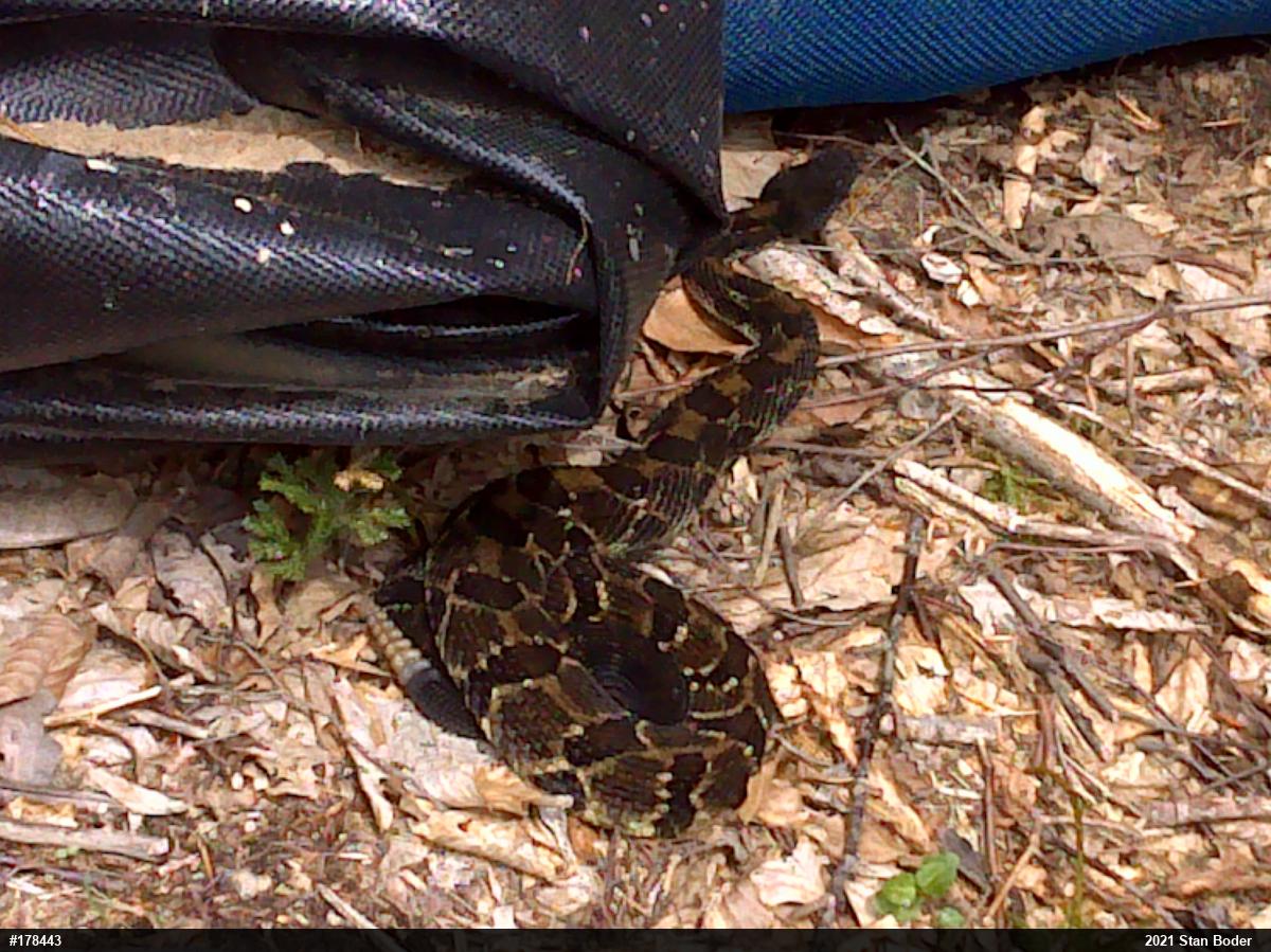 Timber Rattlesnake
