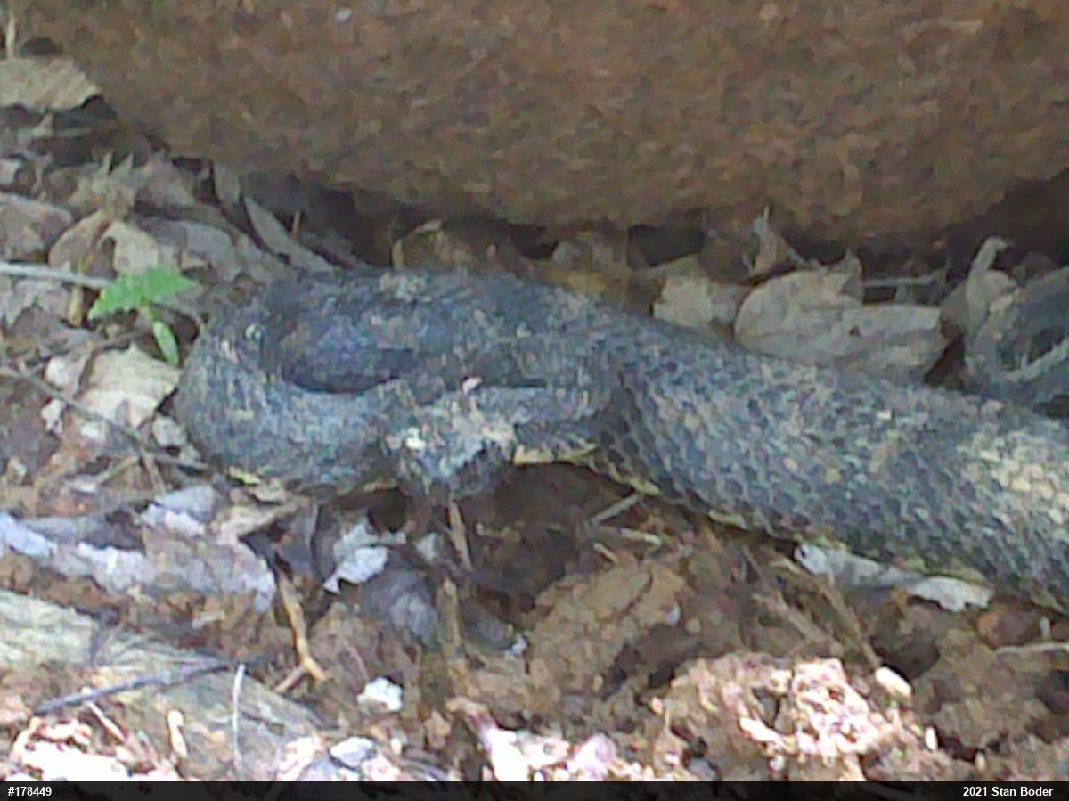 Timber Rattlesnake