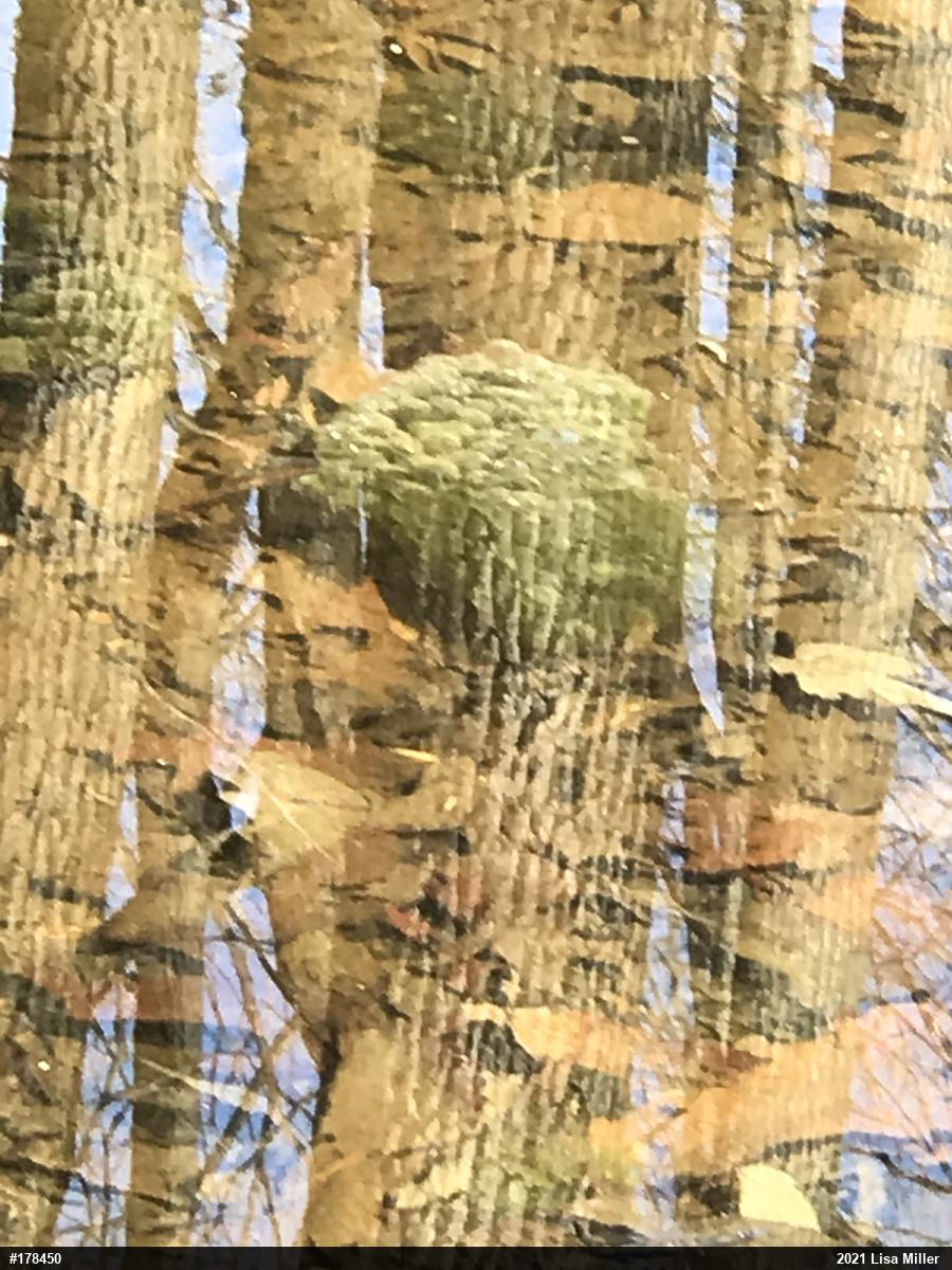 Wood Frog
