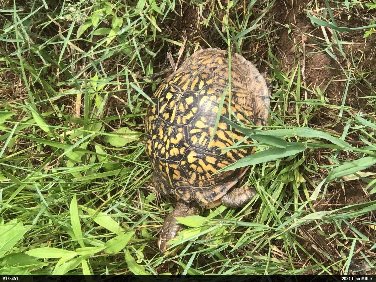 Eastern Box Turtle