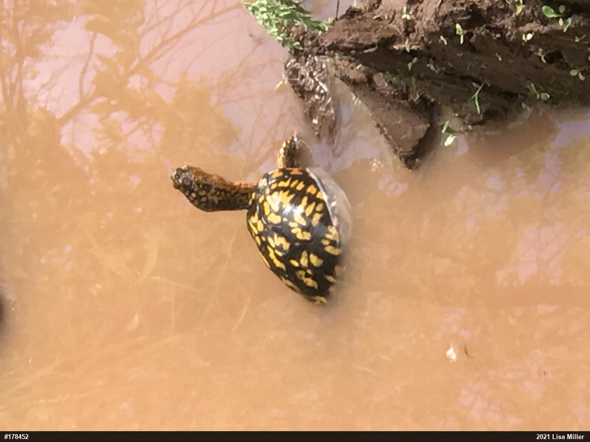 Eastern Box Turtle