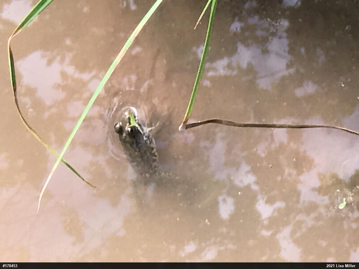 Green Frog