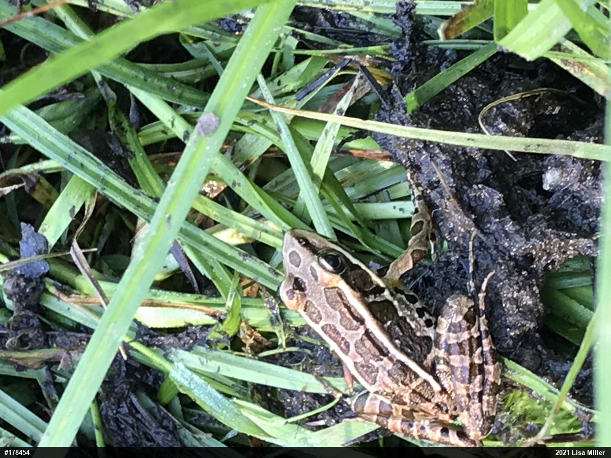 Pickerel Frog