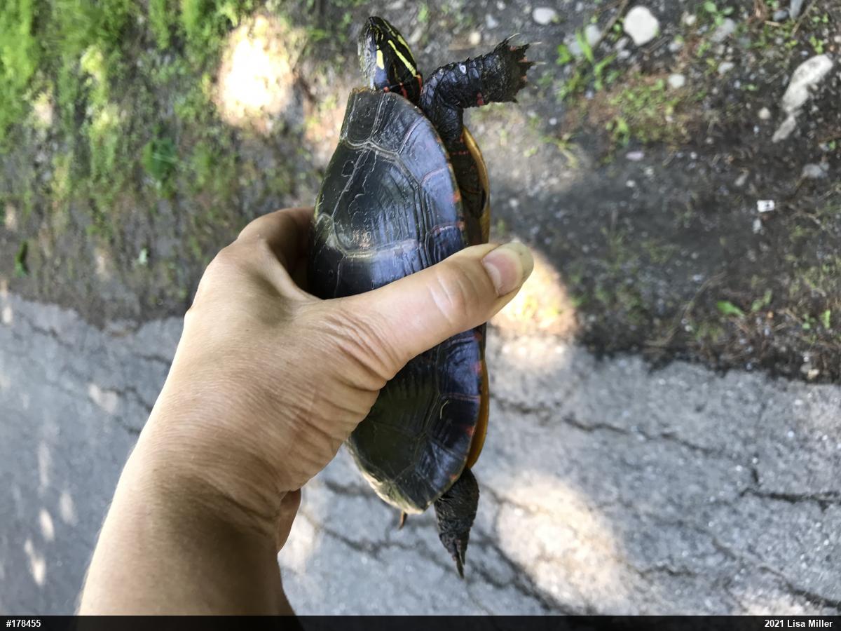 Eastern Painted Turtle