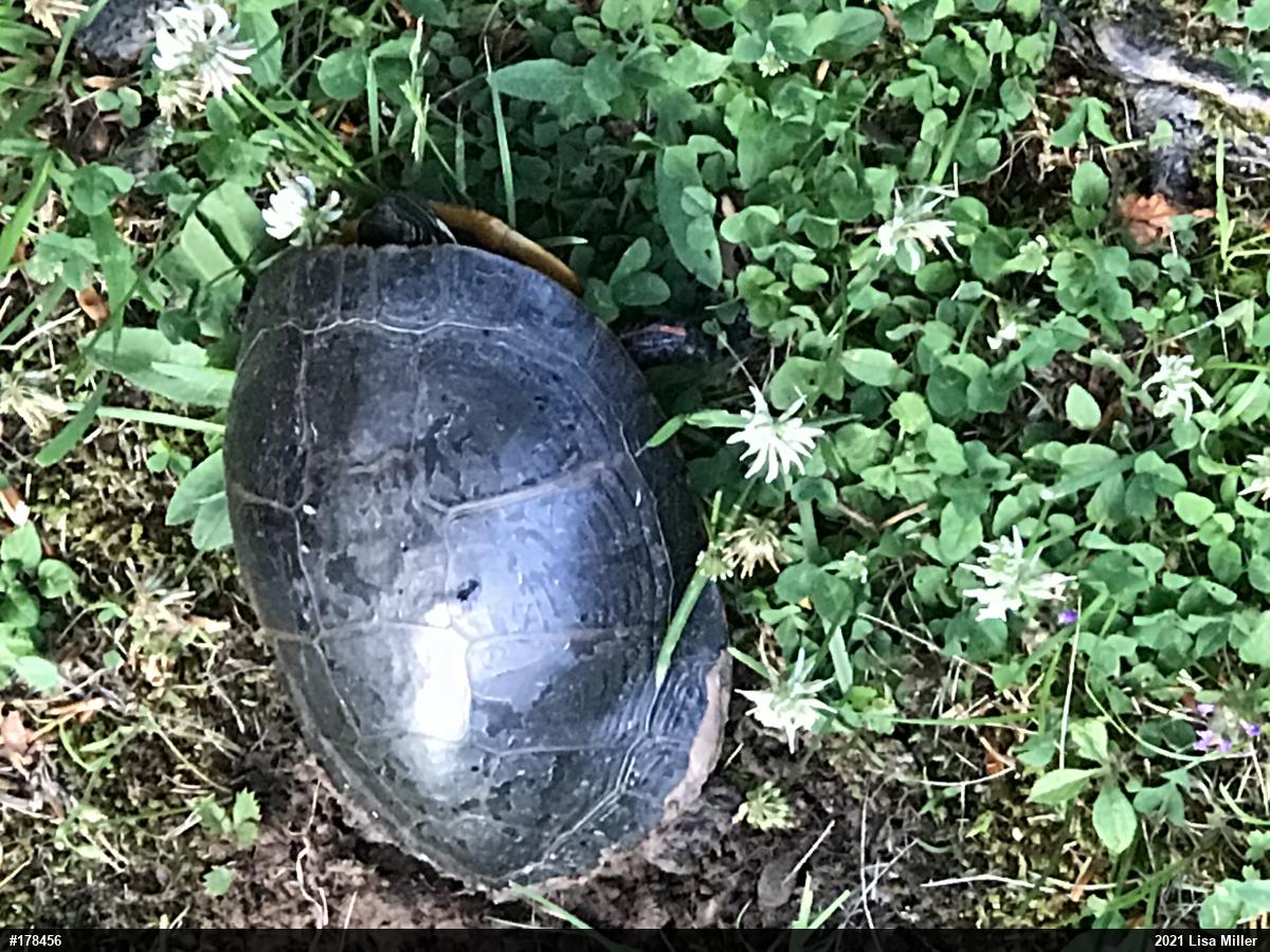 Painted Turtle