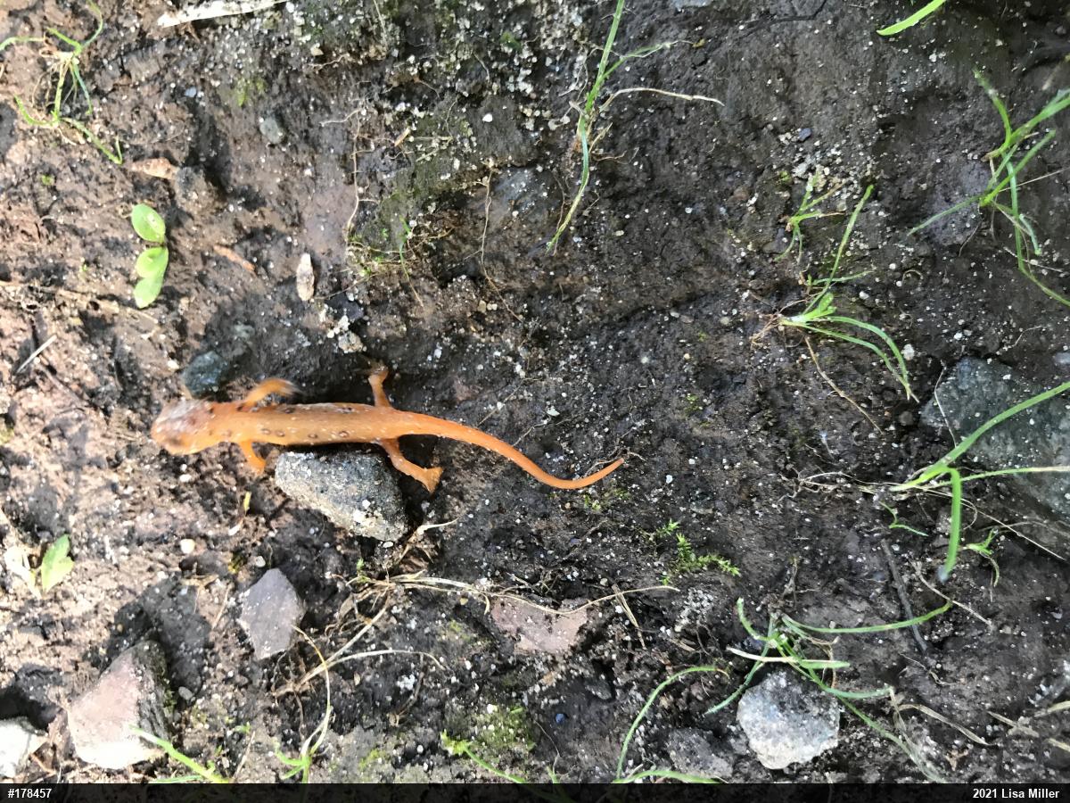 Red-spotted Newt