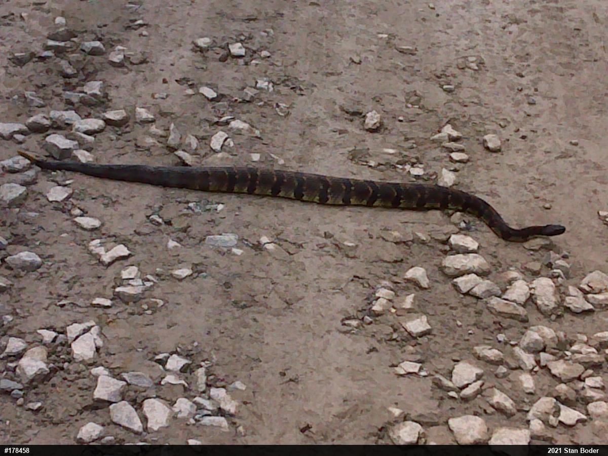 Timber Rattlesnake