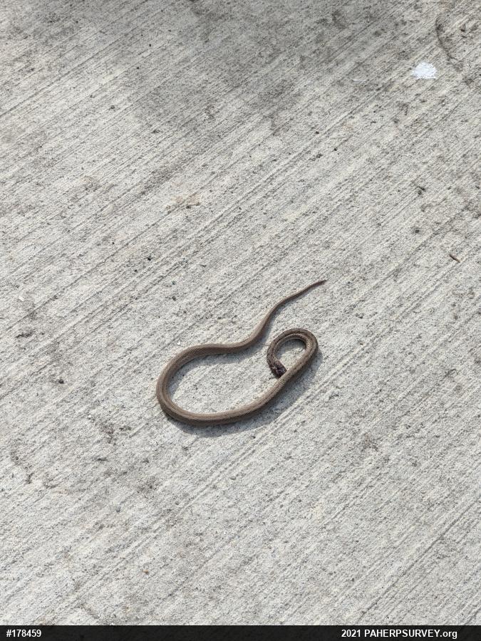 Dekay's Brownsnake