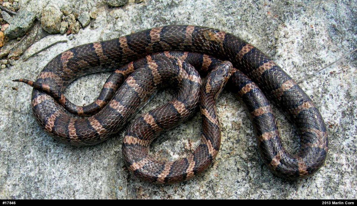 Eastern Milksnake