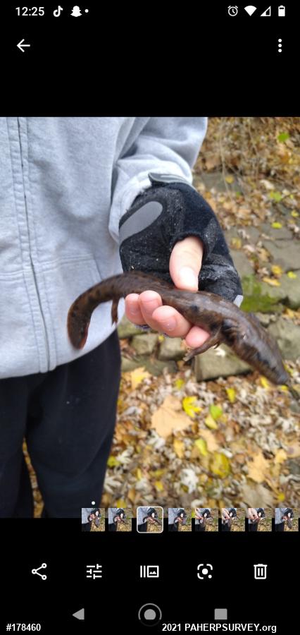 Common Mudpuppy