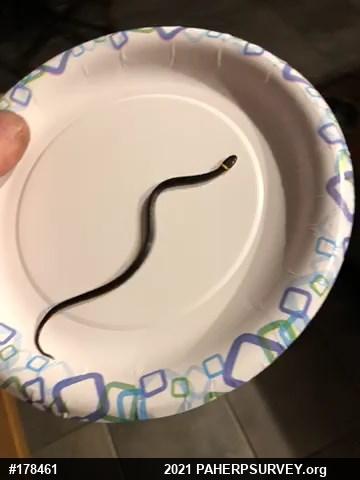 Northern Ring-necked Snake