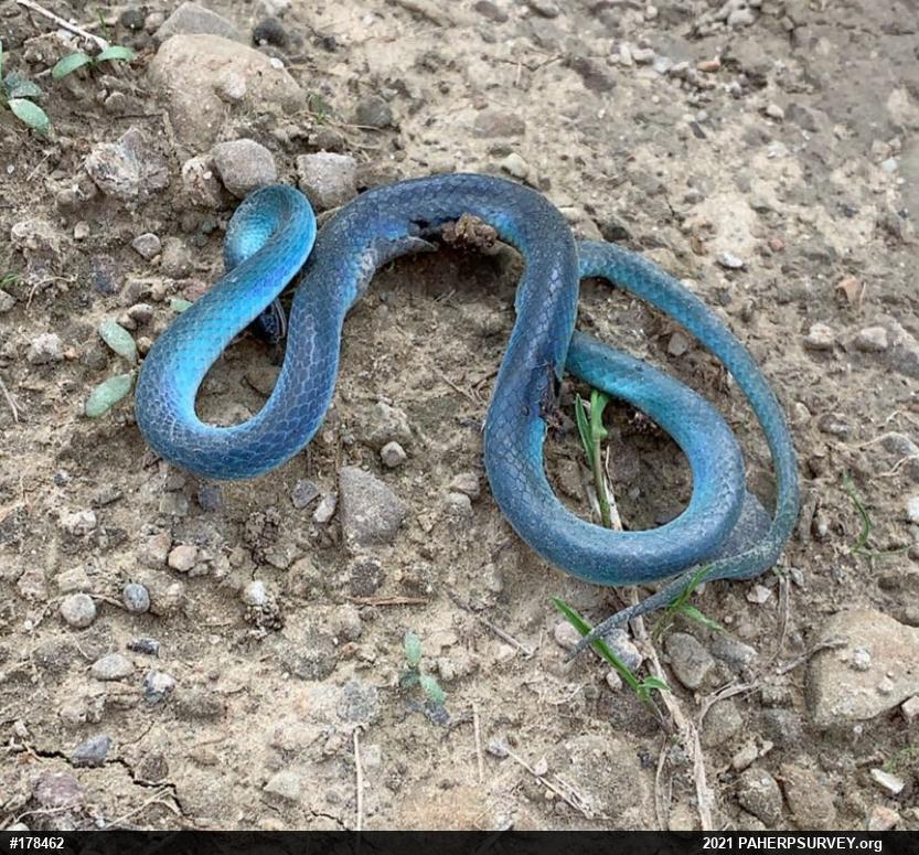 Smooth Greensnake