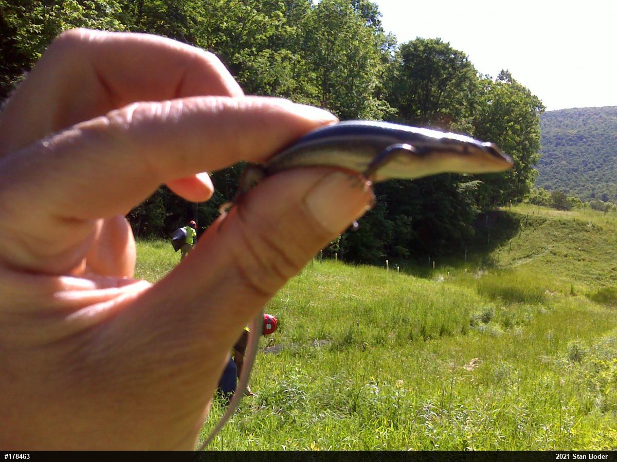 Common Five-lined Skink