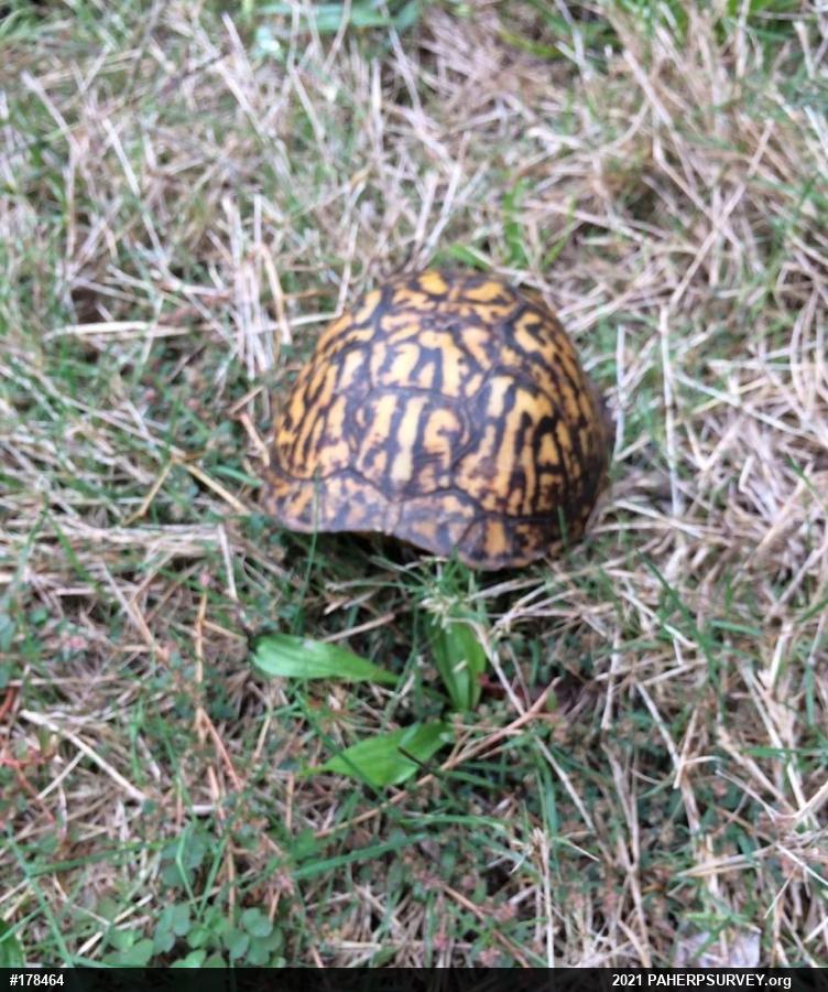Eastern Box Turtle