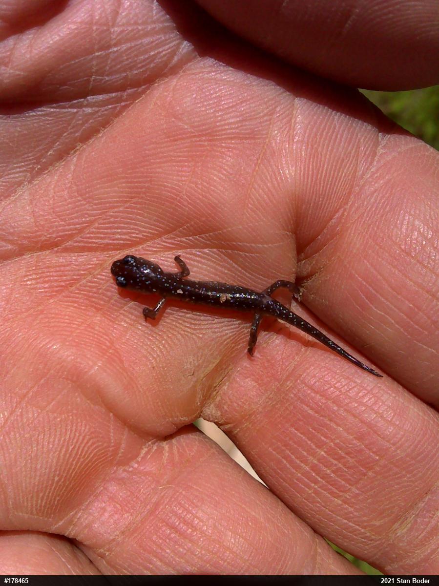 Northern Slimy Salamander