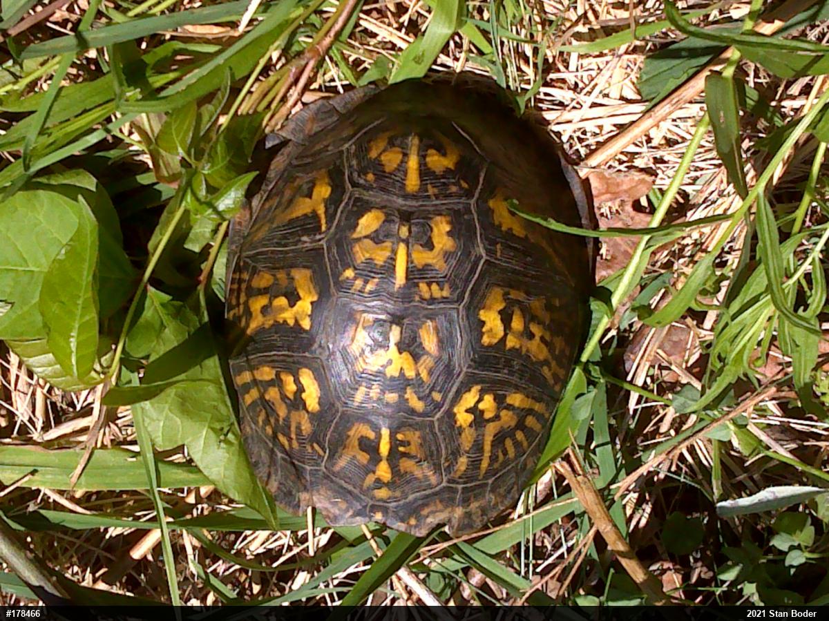 Eastern Box Turtle