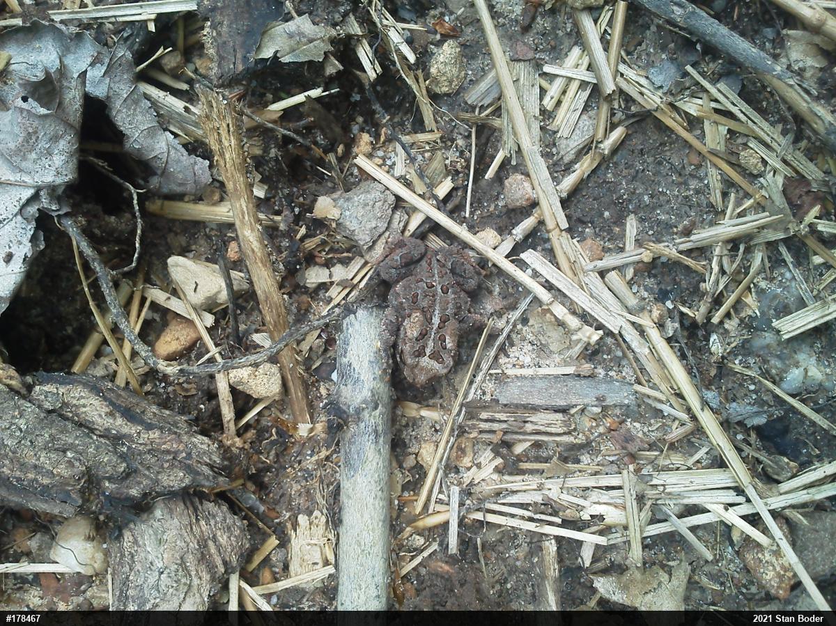 Eastern American Toad