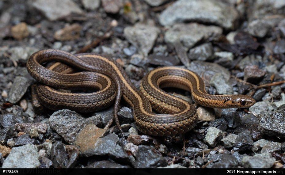 Shorthead Gartersnake