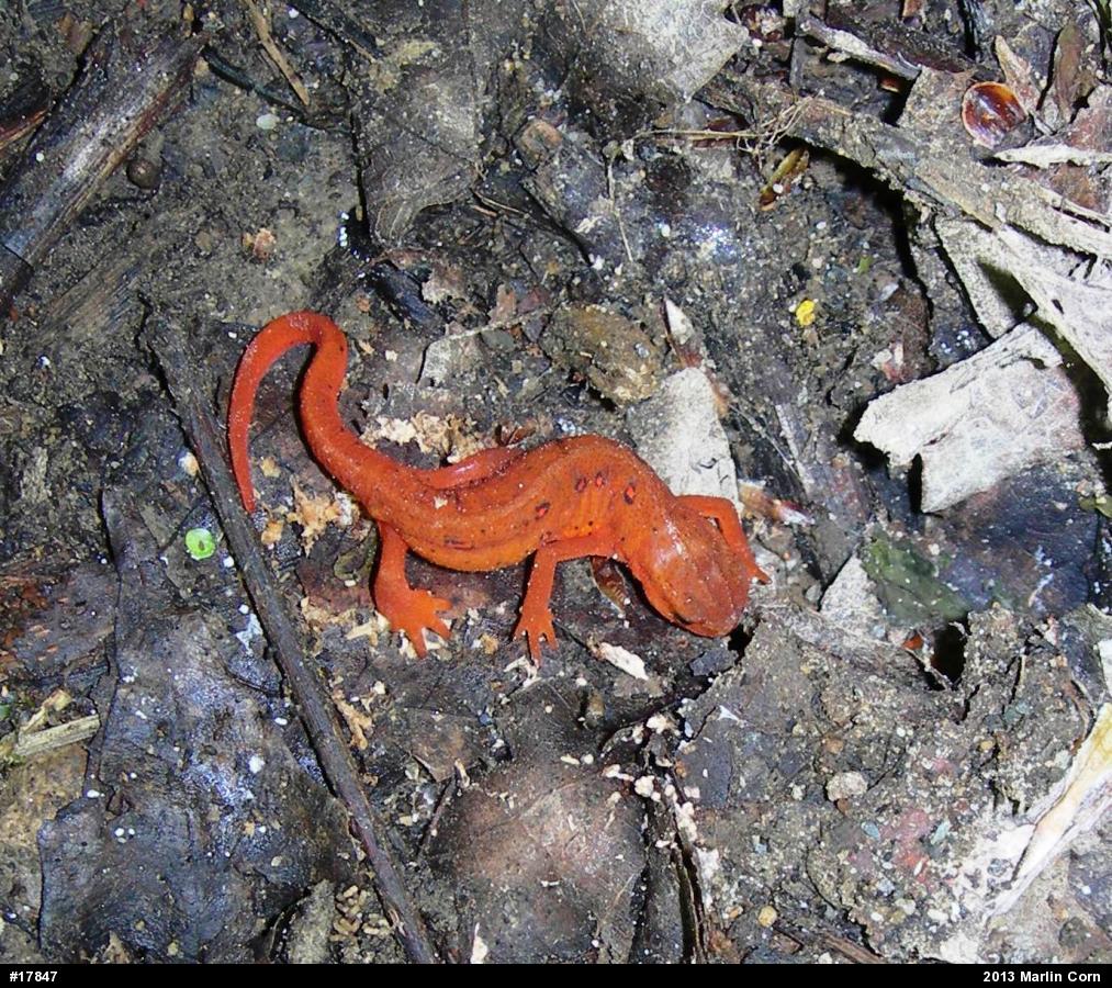 Red-spotted Newt