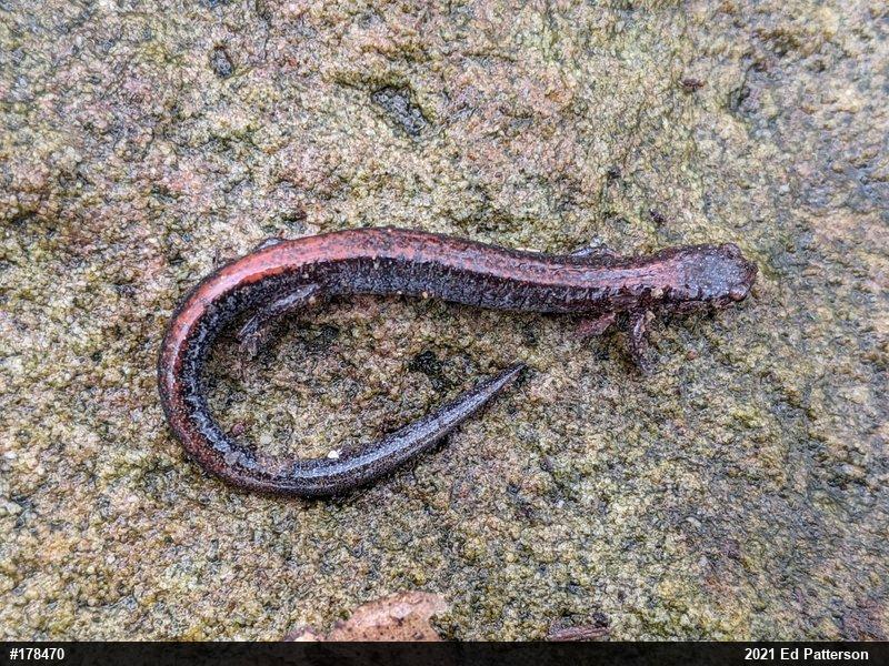 Eastern Red-backed  Salamander