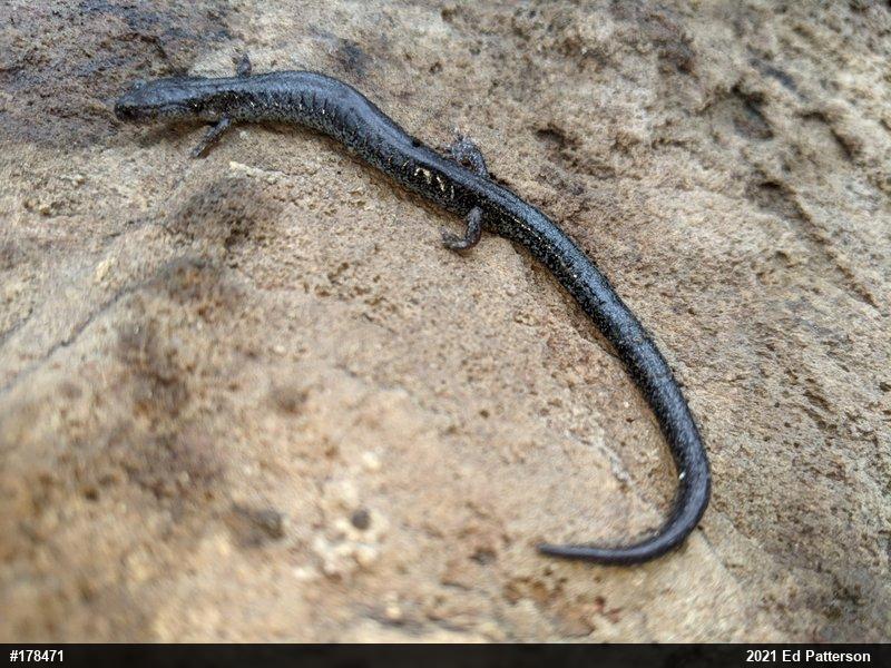Valley And Ridge Salamander
