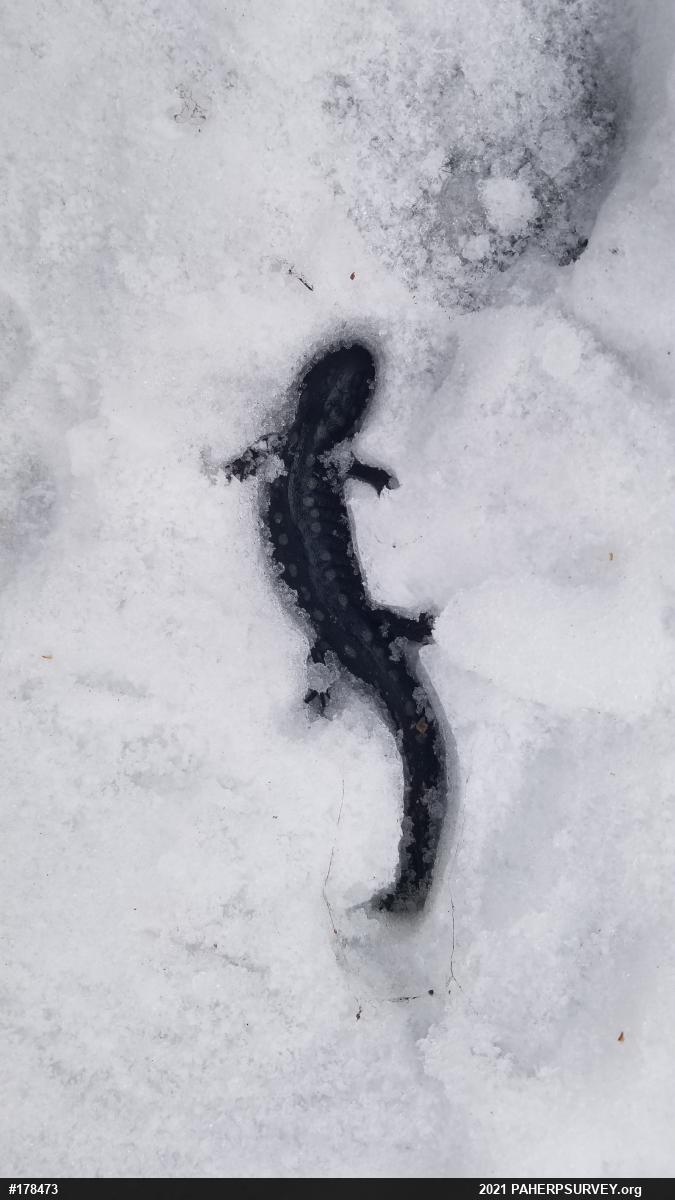 Spotted Salamander