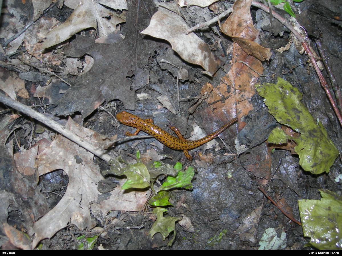 Eastern Long-tailed Salamander