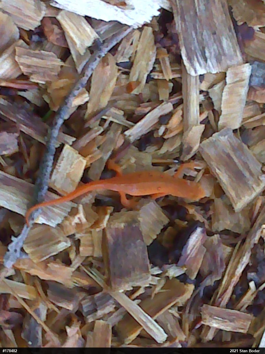 Red-spotted Newt