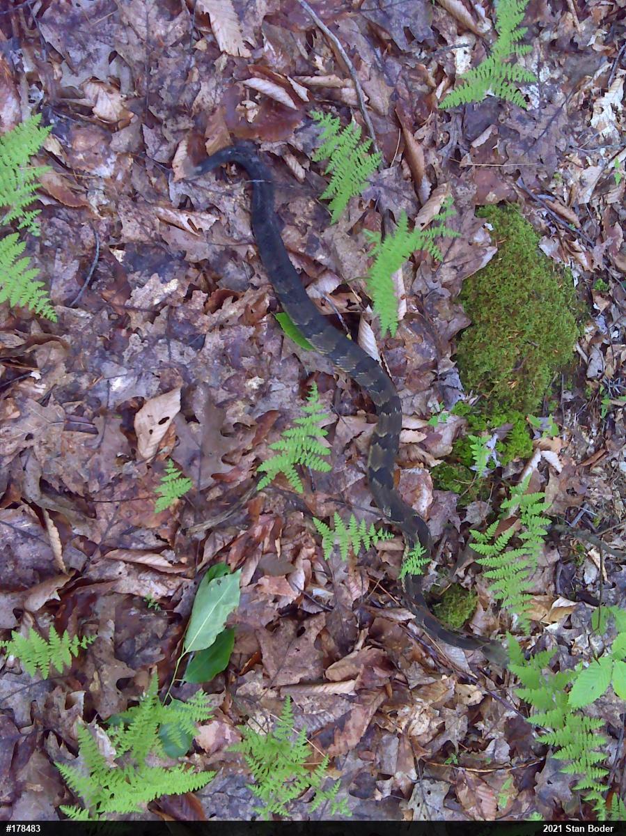 Timber Rattlesnake