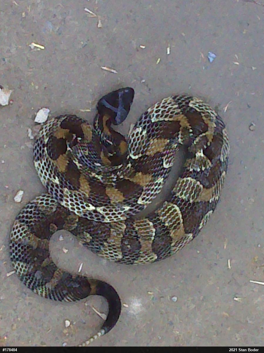 Timber Rattlesnake