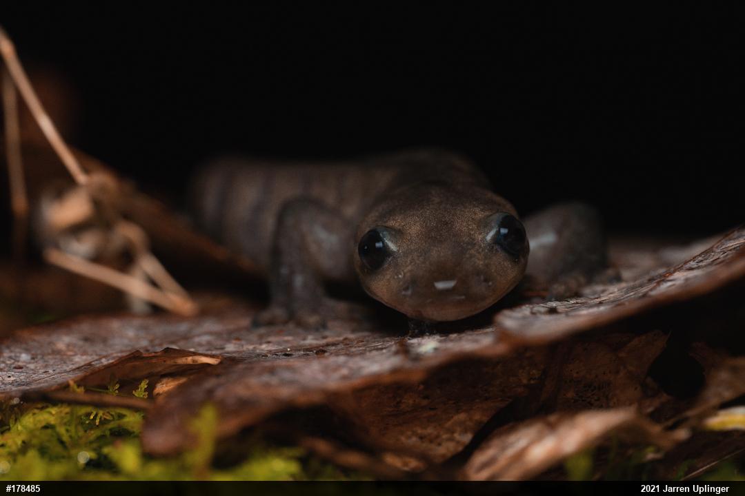 Jefferson Salamander