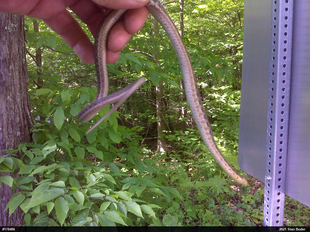 Eastern Gartersnake