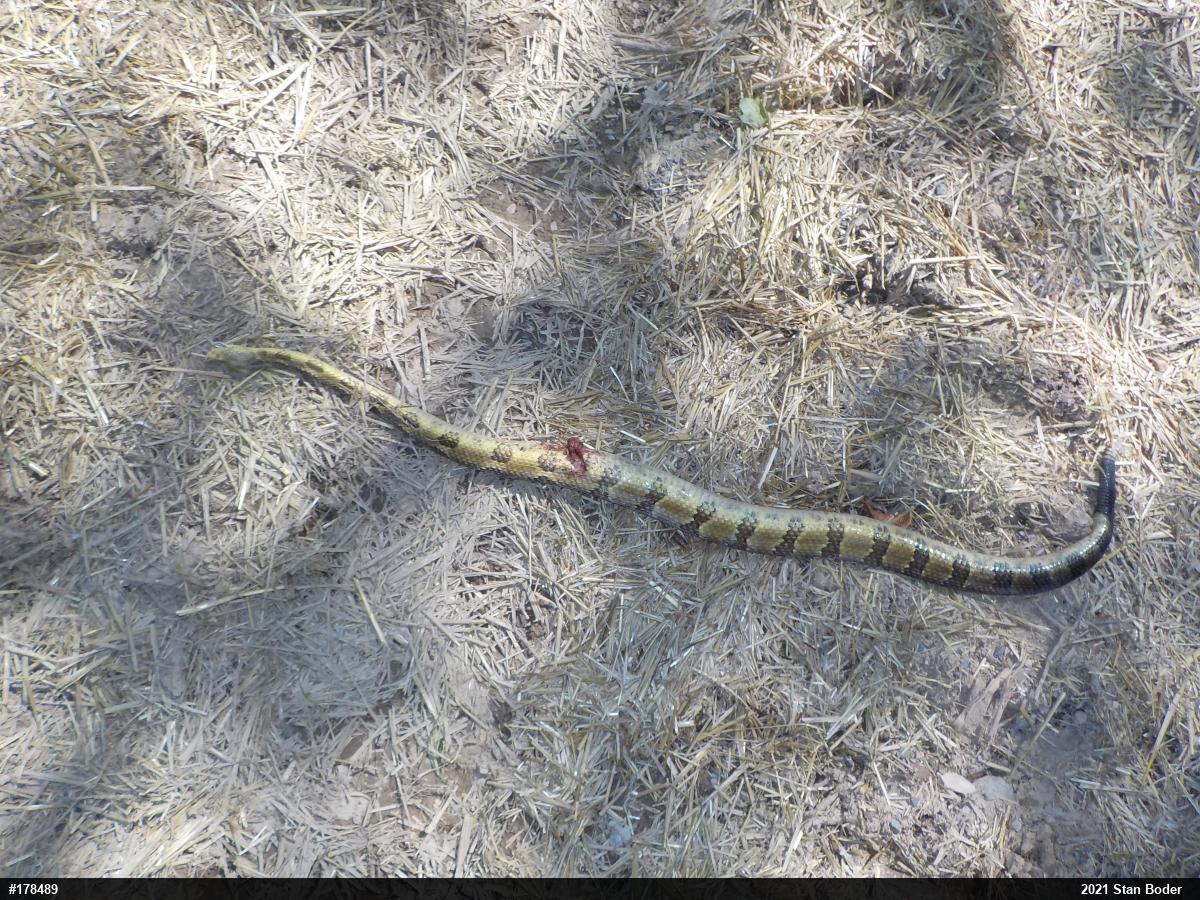 Timber Rattlesnake
