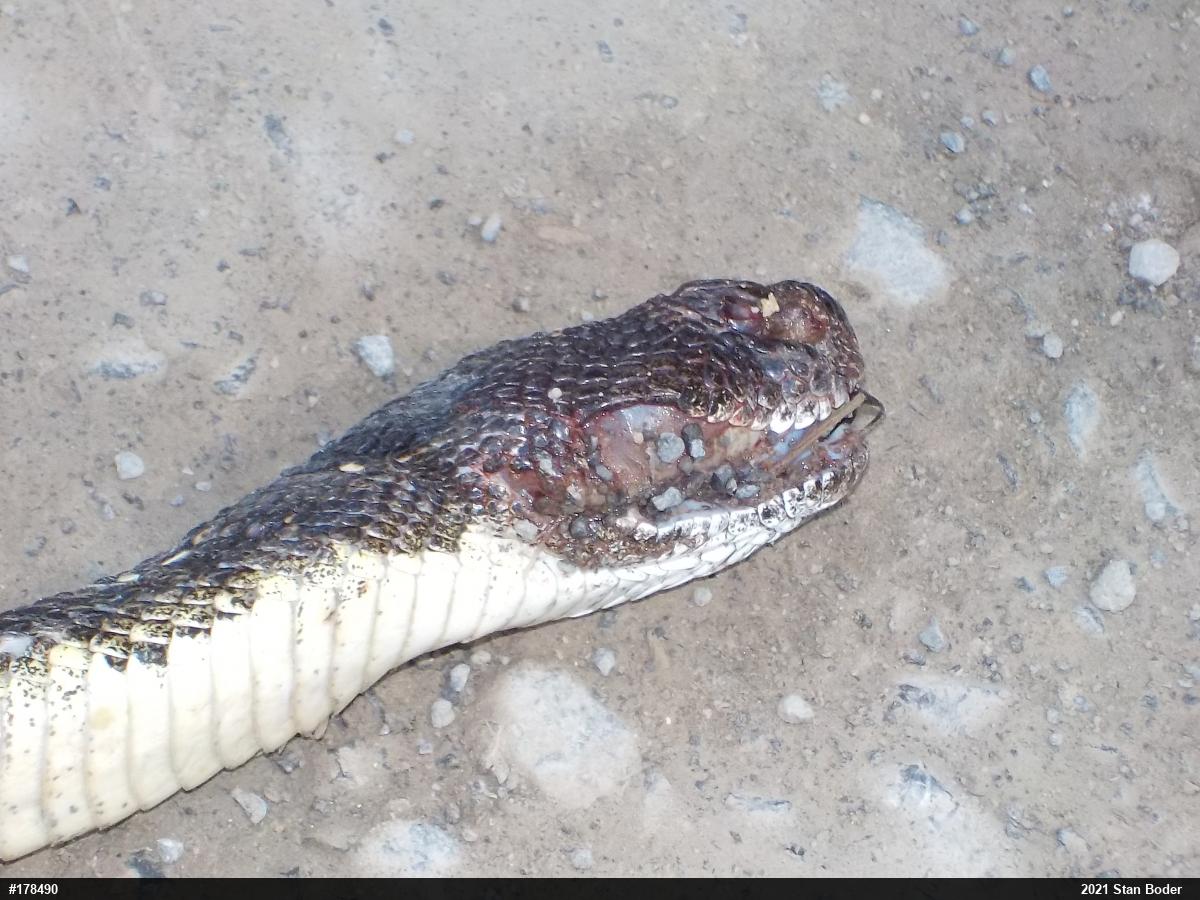 Timber Rattlesnake
