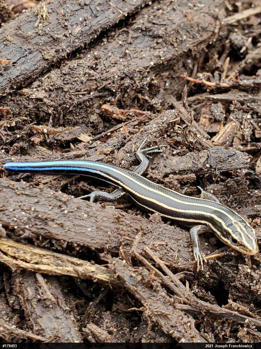 Common Five-lined Skink