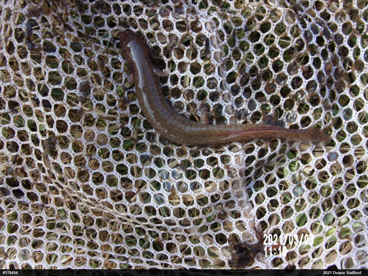 Northern Spring Salamander