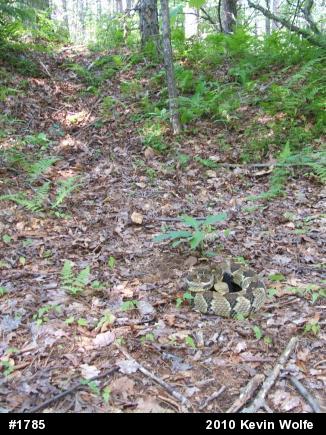 Timber Rattlesnake