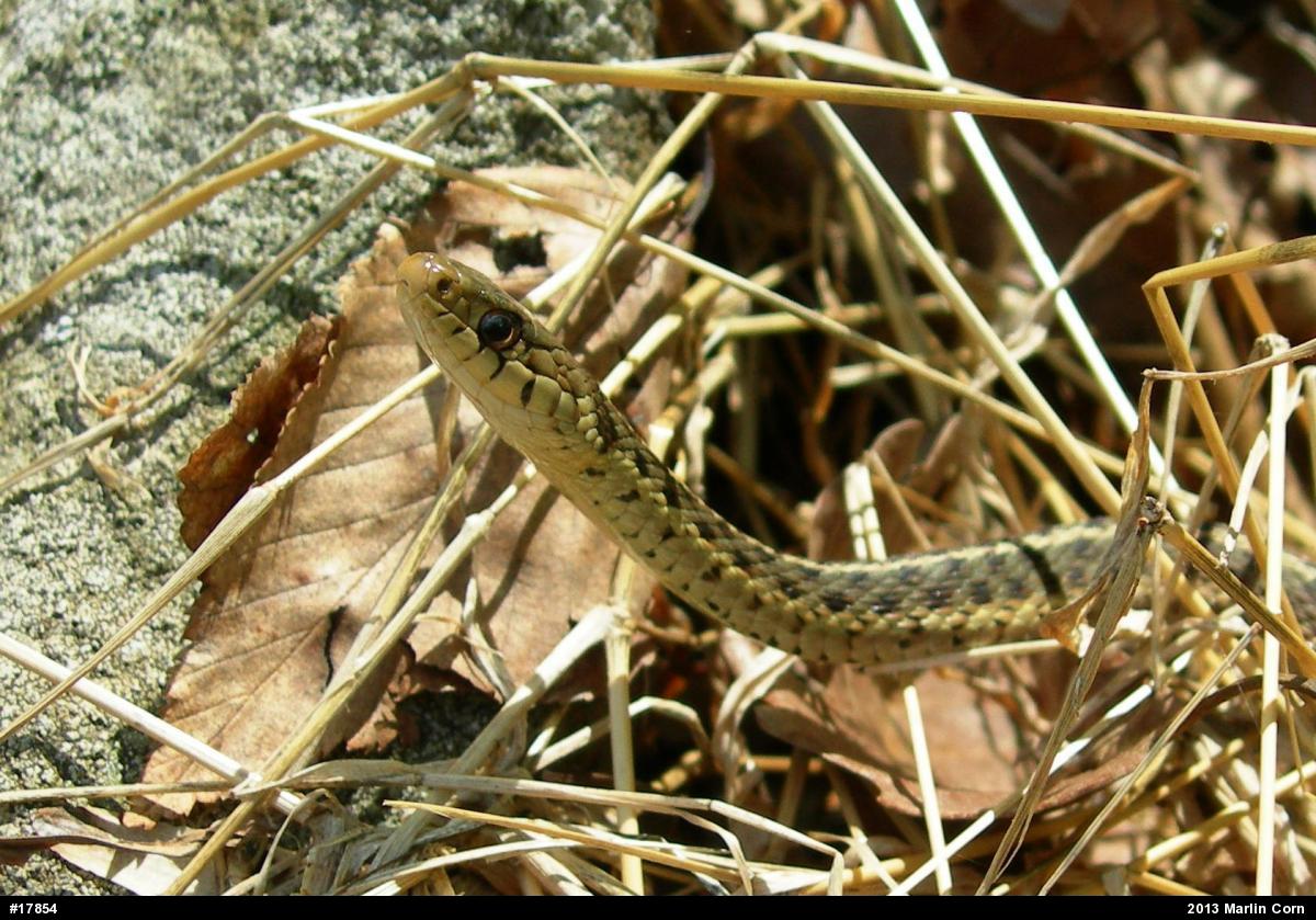 Eastern Gartersnake