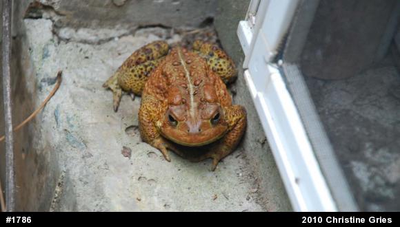 Eastern American Toad