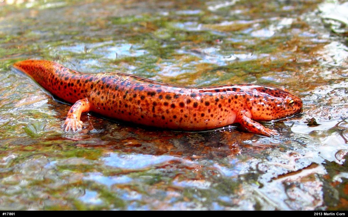 Northern Red Salamander