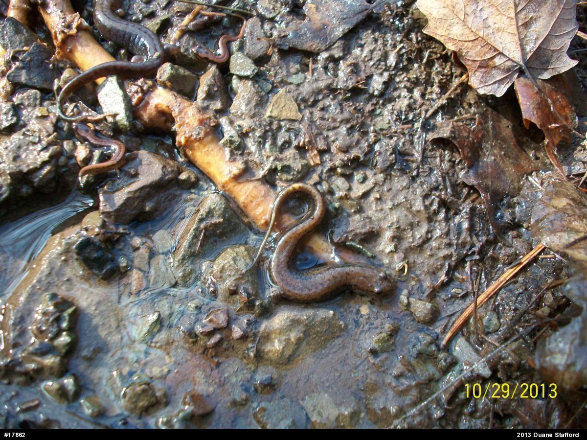 Allegheny Mountain Dusky Salamander
