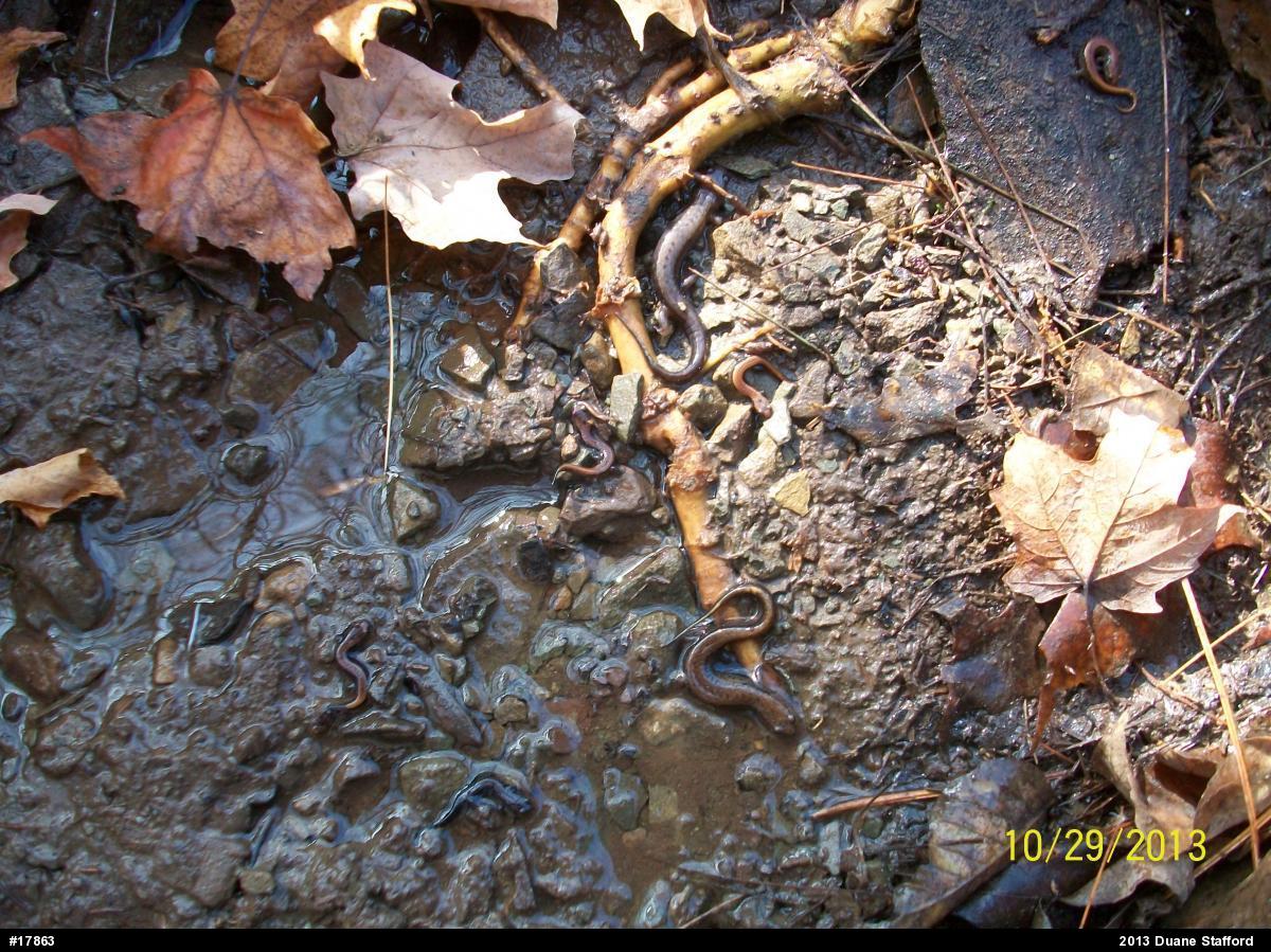 Allegheny Mountain Dusky Salamander