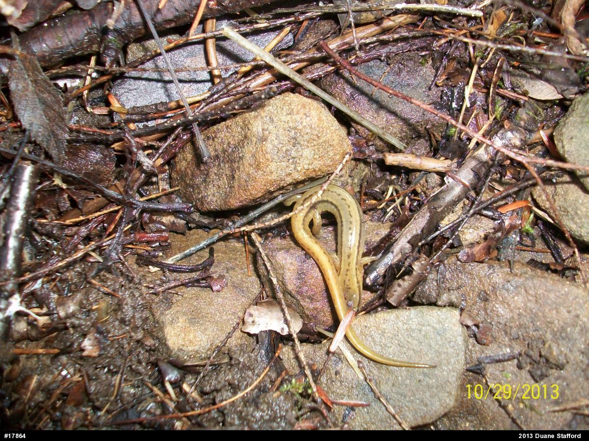 Northern Two-lined Salamander