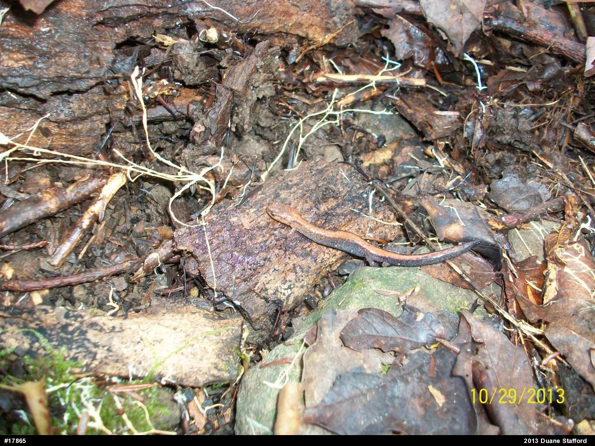 Eastern Red-backed  Salamander