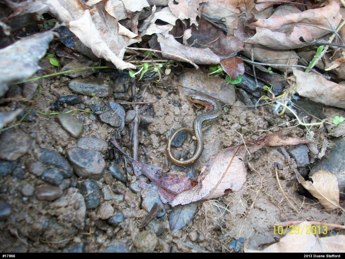 Northern Two-lined Salamander