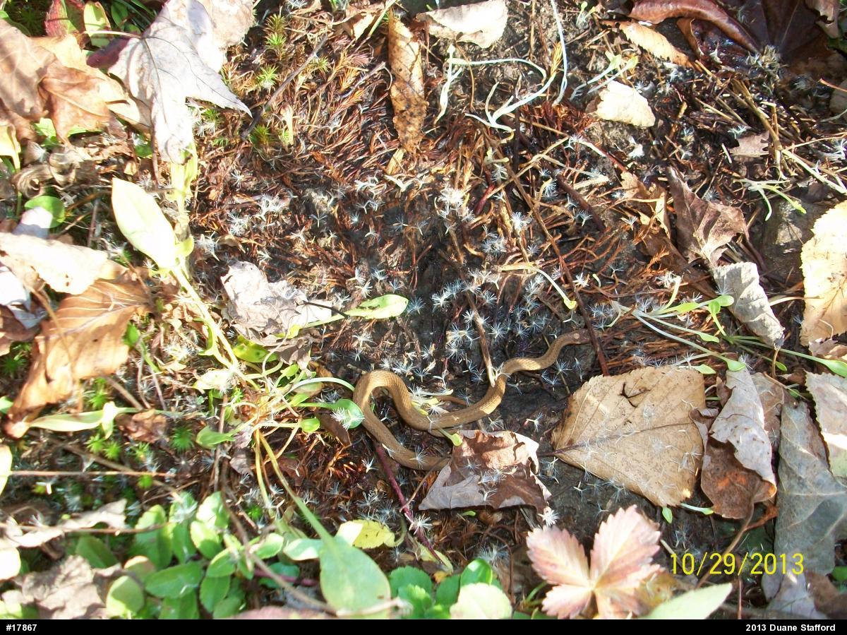 Red-bellied Snake